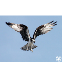 خانواده عقاب ماهیگیر PANDIONIDAE